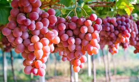 العنب ودوره في تقوية المناعة