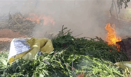 في بعلبك.. الجيش يتلف أرضًا مزروعة بالحشيشة