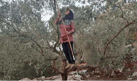 بالفيديو: موسم الزيتون يربك الاسواق بسبب إسرائيل.. الأسعار بلا حدود