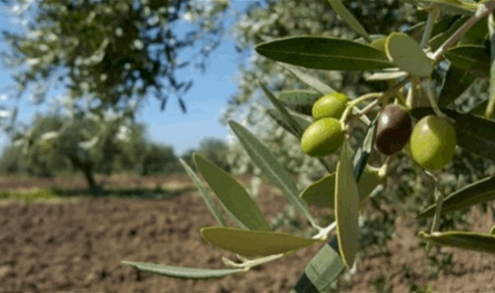 مزارعو الزيتون في الكورة: مستمرون في حماية الموسم الوطني من المؤامرات