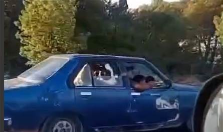 فقط في لبنان.. بقرة داخل سيارة على طريق البترون (فيديو)