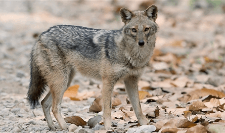 بالفيديو: قاتل ولا علاج له.. فيروس يضرب الحيوانات البرية في لبنان