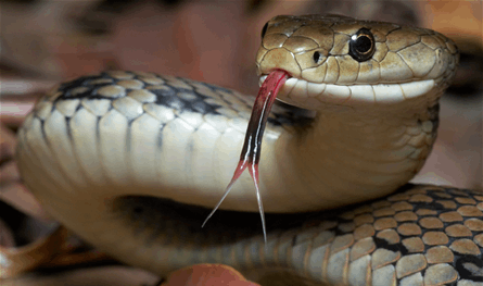 ثعابين ترعب السياح في فنادق سريلانكا 