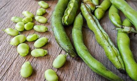 القيمة الغذائية لحبوب الفول وأثرها على صحة الإنسان