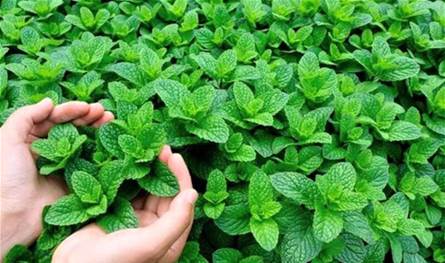 فوائد النعناع للجسم والعقل
