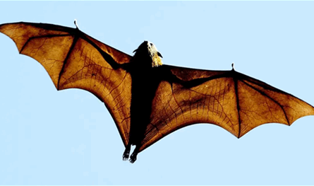 في خفافيش أميركا الجنوبية... العثور على نوع جديد من فيروس &quot;كورونا&quot; ما هو؟