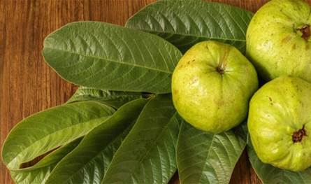 فوائد مذهلة ومتعددة للجوافة… تعرف إليها!