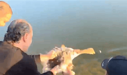 مصلحة زراعة عكّار تطلق عشرة طيور وزّ في بحيرة الكواشرة