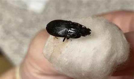 حادثة غريبة جداً.. حشرة بطول 5 سنتيمترات كانت داخل أذن هذا الرجل (صورة)