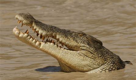 معجزة في عالم البرية... تمساح يصاب في رأسه و ينجو بأعجوبة!