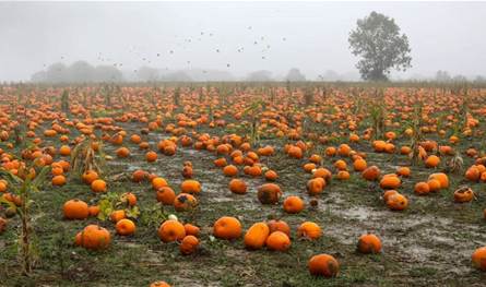 أكثر من مجرد زينة خريفية... فوائد مذهلة لليقطين وبذوره
