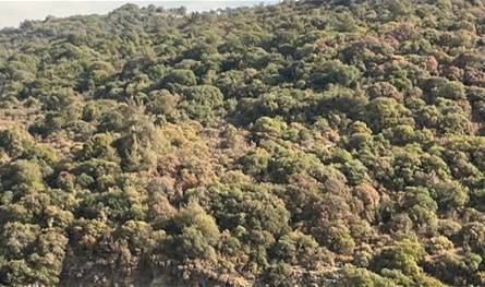 اليباس يضرب أحراج لبنان.. وخبراء يدقون ناقوس الخطر (صور)