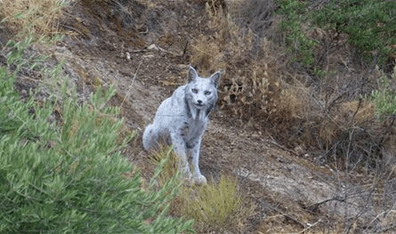 ظهور نادر للغاية لـ&quot;الشبح الأبيض&quot;