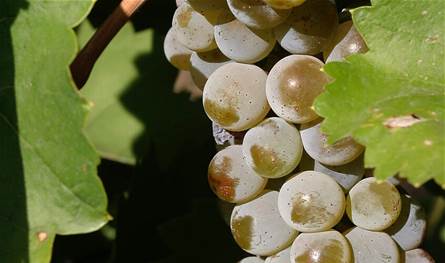 فائدة مهمة جداً للعنب.. إليكم ما كشفته آخر الدراسات