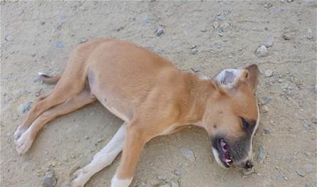 مصر.. السجن لمواطن وضع السم في طعام كلاب الشارع بالهرم