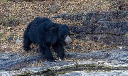 اليابان تنشر جيشها في عدّة مدن بسبب هجمات الدببة