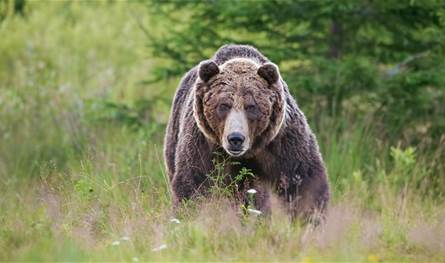 هجمات ومواجهات قاتلة.. اليابان تنشر قوات من الجيش بسبب الدببة!