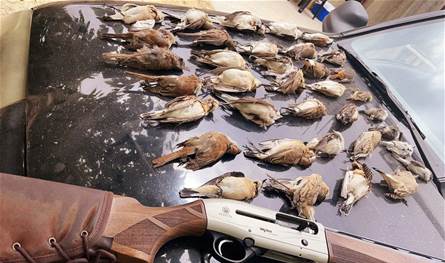 القضاء يتحرك لحماية الطيور في البقاع: تشدد في مكافحة &quot;الشِّبك&quot;