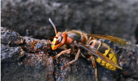  أثناء ممارسة الرياضة.. دبابير أنهت حياة رجل وابنه