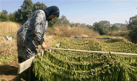 25 ألف عائلة تقاوم بأوراق التبع.. تحت القصف والتهديد