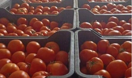 ضبط بندورة مهربة