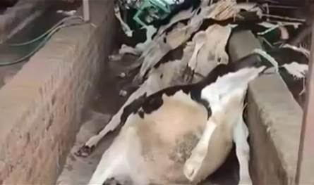 نفوق مواشي يثير ضجة في مصر.. والزراعة توضح