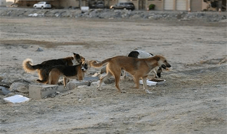 مجددًا.. مواطن تعرّض لعضة كلب شارد
