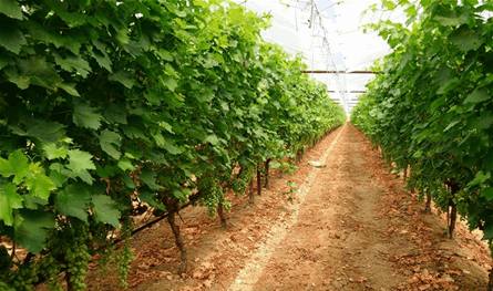 من الوزير هاني.. قرار بتفعيل المركز الزراعي في برالياس