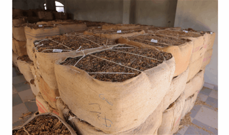 &quot;الريجي&quot; أعلنت انتهاء تسلّم المحاصيل في الجنوب والشمال