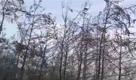 بالفيديو... هكذا بدت أحراج إقليم الخروب بعد إخماد الحرائق