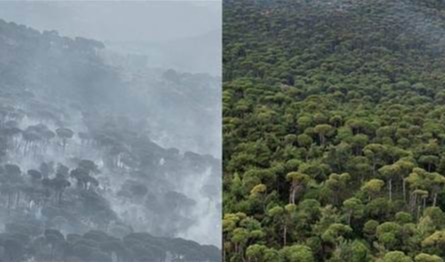 من &quot;ذهب أبيض&quot; إلى رماد أسود.. إسرائيل تحرق أكبر غابة صنوبر لبنانية في الشرق الأوسط
