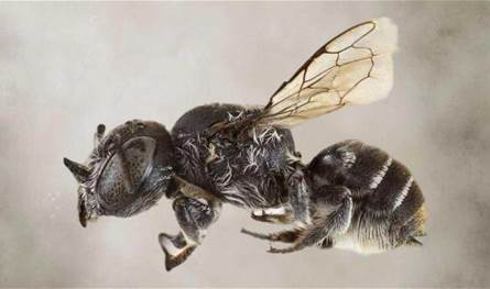 اكتشاف نوع جديد من النحل في أستراليا بقرون تشبه &quot;قرون الشيطان&quot;