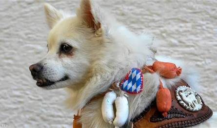 في طرابلس.. جلود كلاب مسلوخة مرمية عند سوق القمح