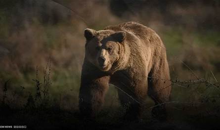 كان يعتني به منذ صغره... مصرع مدرّب حيوانات بعد أن هاجمه دبّ (صور)