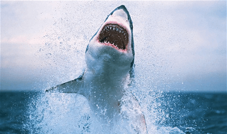 حوت قرش ضخم يُثير الرعب في دولة عربيّة... وتحذير عاجل إلى محبي السباحة