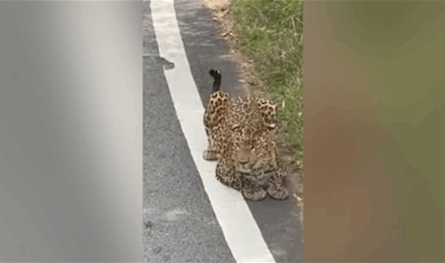 بالفيديو.. نمر يهاجم امرأة خلال رحلة سفاري