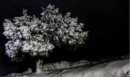 بالفيديو.. الثلوج تغطي جرد مربين في الضنية