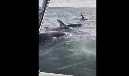 فقمة تستنجد بقارب في عرض البحر هربا من هجوم حيتان قاتلة (فيديو)