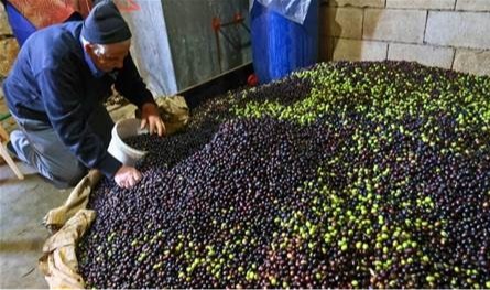 &quot;زيتون لبنان&quot; يتحدى إسرائيل.. قطافٌ حدوديّ بوجهِ التهديد!