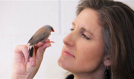 تغريد الطيور… علاج طبيعي يفوق اليوغا في تخفيف الإكتئاب