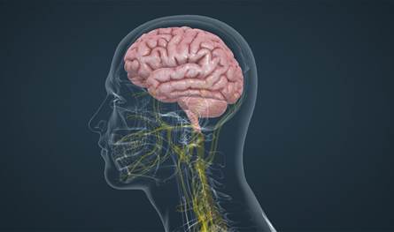 دراسة جديدة تكشف مفاجأة عن مرض الزهايمر... إليكم التفاصيل