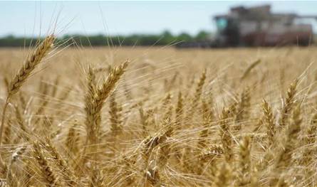 سوريا تعتمد استراتيجية جديدة لتحديث قطاع الحبوب والمطاحن