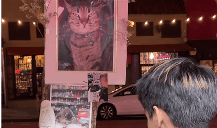 موت &quot;قطة عربية&quot; في أميركا يشعل جدلا كبيرًا.. إليكم ما حصل