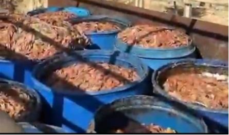 بالفيديو: ضبط 4 أطنان من مخلّفات الدجاج معدّة لمزارع أسماك في الهرمل