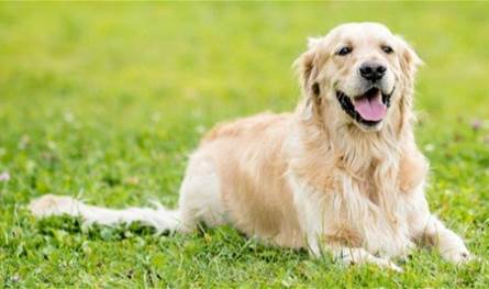 تسميم عدد كبير من الكلاب في أميون