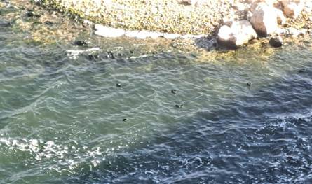 أسراب البطّ والبجع عادت إلى استيطان بحيرة القرعون