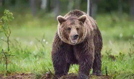 في كندا.. دب يتسبب بإصابات خطيرة لطلاب ومعلمين أثناء نزهتهم