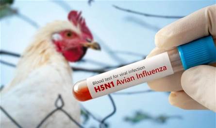المريض كان مصابا بسلالة &quot;إتش 5 إن 5&quot;.. أول وفاة بسلالة نادرة من إنفلونزا الطيور في أميركا
