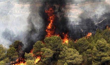 في إيران.. غابات عمرها 25 مليون سنة &quot;تحترق&quot;!