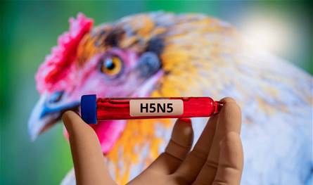 رسمياً.. تسجيل أول وفاة بسلالة H5N5 في العالم!